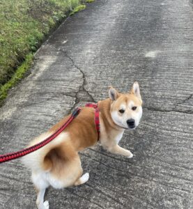 愛犬のジョン